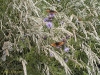 Heath Fritillary on thistle & grasses
